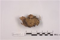 藏品(霜地卷)的圖片